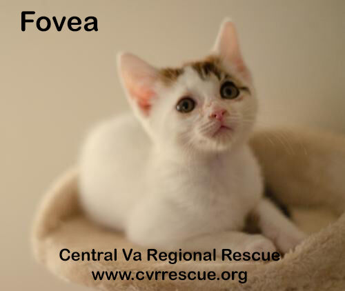 Fovea